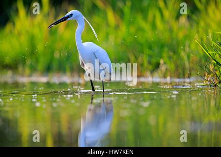 Frankreich, Ain, Dombes, Seidenreiher (Egretta Garzetta), Erwachsenen Fischen Stockfoto