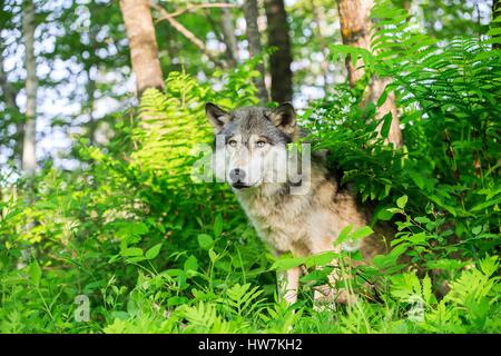 USA, Minnesota, Wolf oder grauer Wolf oder graue Wolf (Canis Lupus) Stockfoto