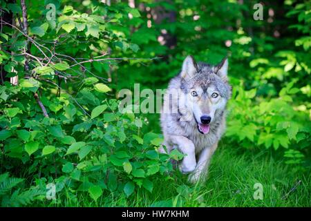 USA, Minnesota, Wolf oder grauer Wolf oder graue Wolf (Canis Lupus) Stockfoto