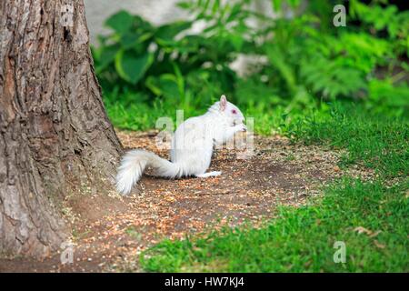USA, Minnesota, östliche graue Eichhörnchen oder graue Eichhörnchen (Sciurus Carolinensis), Albino Erwachsener auf dem Boden Stockfoto