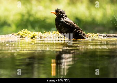 Ungarn, Csongrad, Kiskunsagi Nationalpark, Pusztaszer, eurasische Amsel (Turdus Merula), Baden Stockfoto