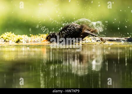 Ungarn, Csongrad, Kiskunsagi Nationalpark, Pusztaszer, eurasische Amsel (Turdus Merula), Baden Stockfoto