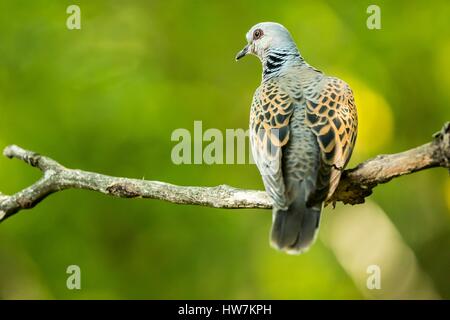 Ungarn, Csongrad, Kiskunsagi Nationalpark, Pusztaszer, Europäische Turteltaube (Streptopelia Turtur) Stockfoto