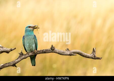 Ungarn, Csongrad, Kiskunsagi Nationalpark, Pusztaszer, Blauracke (Coracias Garrulus), Essen Stockfoto