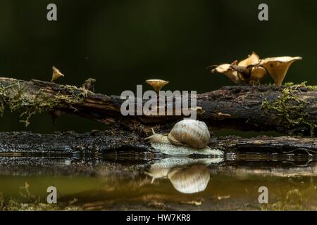 Ungarn, Csongrad, Kiskunsagi Nationalpark, Pusztaszer, Gastropoda (Helix Pomatia) Stockfoto