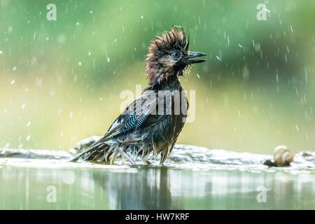 Ungarn, Csongrad, Kiskunsagi Nationalpark, Pusztaszer, Eichelhäher (Garrulus Glandarius), Baden Stockfoto