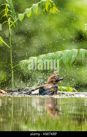 Ungarn, Csongrad, Kiskunsagi Nationalpark, Pusztaszer, Eichelhäher (Garrulus Glandarius), Baden Stockfoto