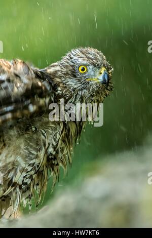 Ungarn, Csongrad, Kiskunsagi Nationalpark, Pusztaszer, Habicht (Accipiter Gentilis), Baden Stockfoto