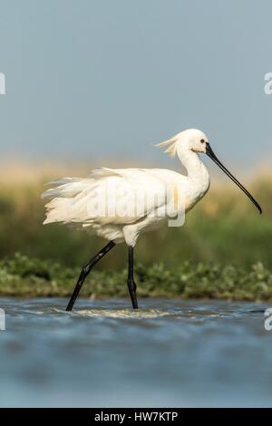 Ungarn, südlichen-, Kiskunsagi Nationalpark, Pusztaszer, eurasische Löffler (Platalea Leucorodia), Angeln Stockfoto