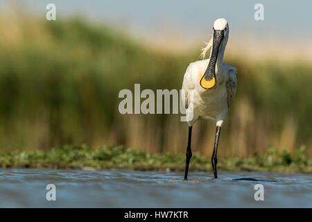 Ungarn, südlichen-, Kiskunsagi Nationalpark, Pusztaszer, eurasische Löffler (Platalea Leucorodia), Angeln Stockfoto