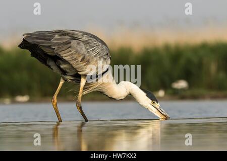 Ungarn, Csongrad, Kiskunsagi Nationalpark, Pusztaszer, Graureiher (Ardea Cinerea), Angeln Stockfoto