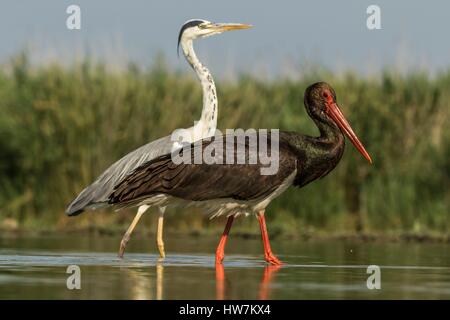 Ungarn, südlichen-, Kiskunsagi Nationalpark Pusztaszer, schwarzer Storch (Ciconia Nigra), Angeln und graue Reiher Stockfoto