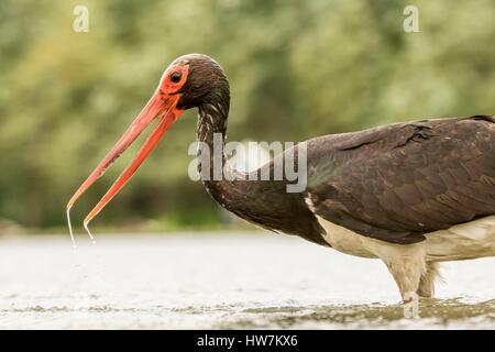 Ungarn, Csongrad, Kiskunsagi Nationalpark, Pusztaszer, Schwarzstorch (Ciconia Nigra), Angeln Stockfoto