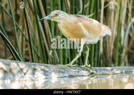 Ungarn, Csongrad, Kiskunsagi Nationalpark, Pusztaszer, Squacco Heron (Ardeola Ralloides), Angeln Stockfoto