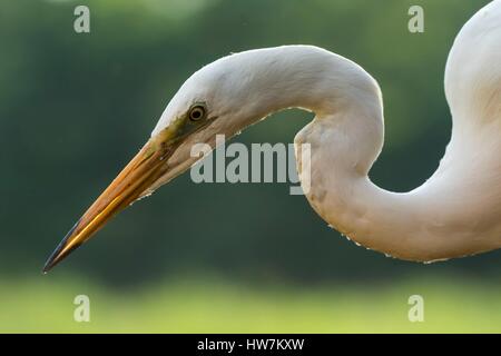 Ungarn, südlichen-, Kiskunsagi Nationalpark, Pusztaszer, Silberreiher (Ardea Alba), Angeln Stockfoto