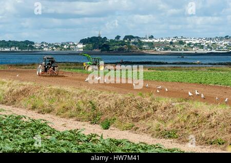 Frankreich, Finistere, Carantec, Bucht von Morlaix, Île Callot, Markt im Garten Artischocke, Saint Pol de Leon im Hintergrund Stockfoto