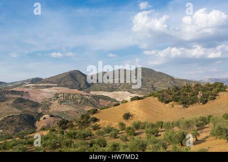 Spanien, Andalusien, Provinz Cadiz, Olvera, Landschaft, Felder und Olive Bäume in der Umgebung von Olvera Stockfoto