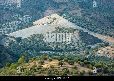 Spanien, Andalusien, Provinz Cadiz, Olvera, Landschaft, Felder und Olive Bäume in der Umgebung von Olvera Stockfoto