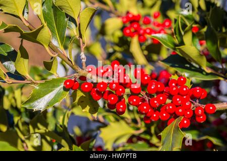 Frankreich, Savoyen, Villoudry, Stechpalme (Ilex Aquifolium) mit Beeren Stockfoto