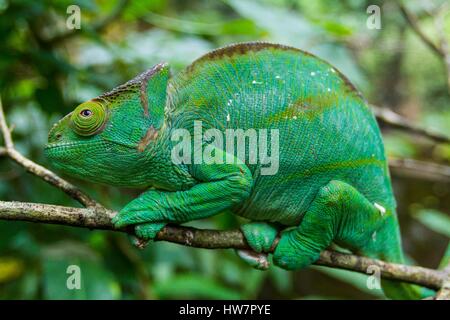 Madagaskar, Osten, Parsons Chamäleon (Calumma Parsonii) Stockfoto