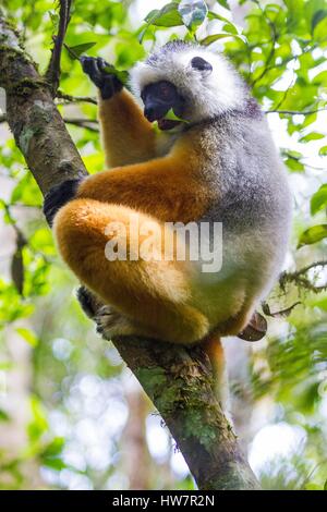 Madagaskar, Osten, Andasibe-Mantadia Nationalpark, diadem Sifaka (Propithecus Diadema) Stockfoto
