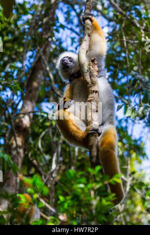 Madagaskar, Osten, Andasibe-Mantadia Nationalpark, diadem Sifaka (Propithecus Diadema) Stockfoto