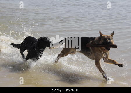 Schäferhund und schwarzen Labrador/Australian Shepherd Spielen holen, auf der Jagd nach einem Stick am Strand, See, Fluss. Stockfoto