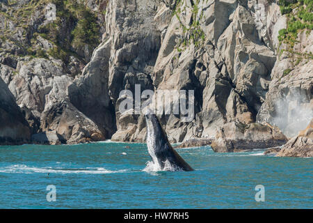 Dagegen verstößt Buckelwal in Kenai Fjords Nationalpark, Alaska. Stockfoto