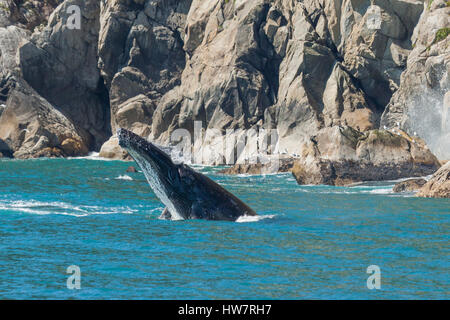 Dagegen verstößt Buckelwal in Kenai Fjords Nationalpark, Alaska. Stockfoto