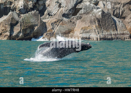 Dagegen verstößt Buckelwal in Kenai Fjords Nationalpark, Alaska. Stockfoto