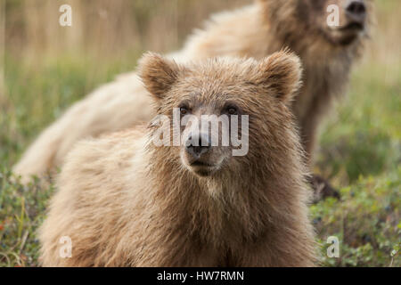 Grizzly Bear Cubs Fütterung auf Heidelbeeren im Regen, Denali-Nationalpark, Alaska. Stockfoto