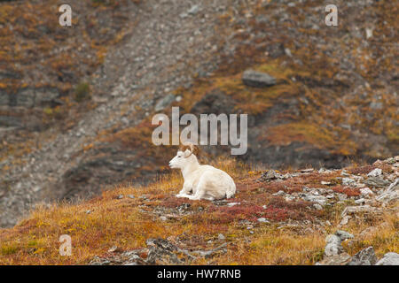 Dallschafe Ram entspannen Sie sich auf den Seiten des Mt Margaret im Denali-Nationalpark, AK Stockfoto