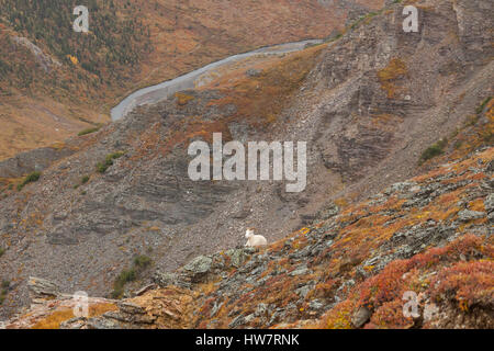 Dallschafe Ram auf einer Klippe über dem Savage River, Denali National Park, AK. Stockfoto