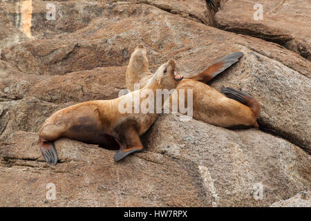 Steller Seelöwen, Kenai-Fjords-Nationalpark, Alaska. Stockfoto