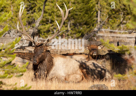 Stier Elch eine kurze Pause während der Brunft mit seinem Harem, Yellowstone-Nationalpark. Stockfoto