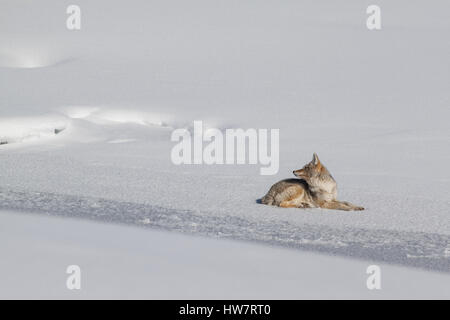 Coyote entspannend auf dem gefrorenen Yellowstone River in Hayden Valley, Yellowstone-Nationalpark. Stockfoto