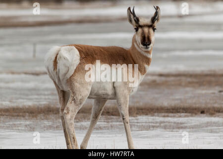 Gabelbock im Winter im Yellowstone National Park. Stockfoto