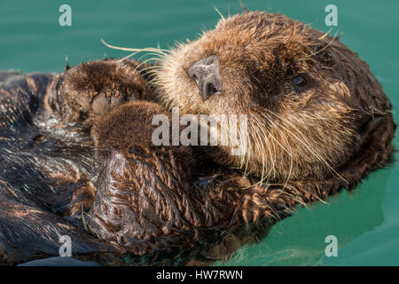 Sea Otter Schwimmen im Hafen von Seward, Alaska. Stockfoto