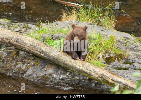 Grizzly Cub warten auf Mama, bringen einige Essen, Russian River, Alaska Stockfoto