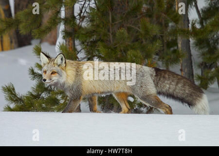 Red Fox zu Fuß durch den Schnee im Yellowstone-Nationalpark, Wyoming. Stockfoto