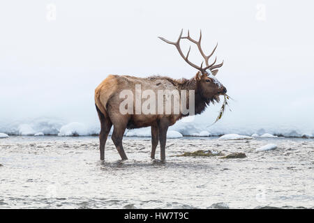 Einsamer Stier Elch zieht Vegetation aus den Untiefen des Madison River im Yellowstone National Park. Stockfoto