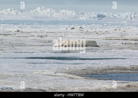 Eine Upside-down Umiaq auf dem Packeis Signalisierung einer Muscovite Wal Jagd für den Frühling, Barrow, Alaska. Stockfoto