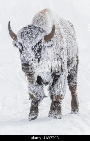 Junger Stier Bison an einem kalten Tag im Yellowstone mit Frost bedeckt. Stockfoto