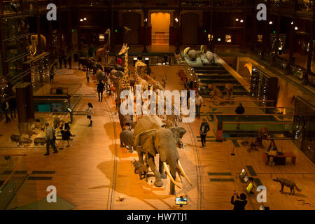 PARIS, Frankreich - 8. Oktober 2016: die große Galerie der Evolution in das Naturhistorische Museum. Stockfoto