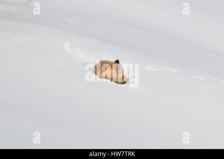 Rotfuchs rollte sich und schläft im Schnee im Yellowstone National Park. Stockfoto