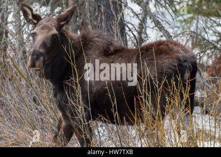 Elche fressen Weide im Yellowstone-Nationalpark, Wyoming. Stockfoto