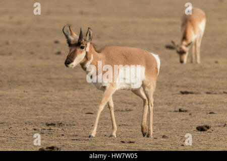 Pronghorn Antilope im Yellowstone-Nationalpark, Wyoming. Stockfoto