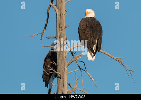 Weißkopf-Seeadler Schlafplatz auf einem abgestorbenen Baum, Yellowstone-Nationalpark, Wyoming. Stockfoto