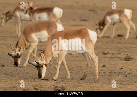 Pronghorn Antilope im Yellowstone-Nationalpark, Wyoming. Stockfoto