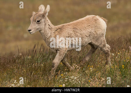 Bighorn Lamm auf Mt. Washburn im Yellowstone-Nationalpark, Wyoming. Stockfoto
